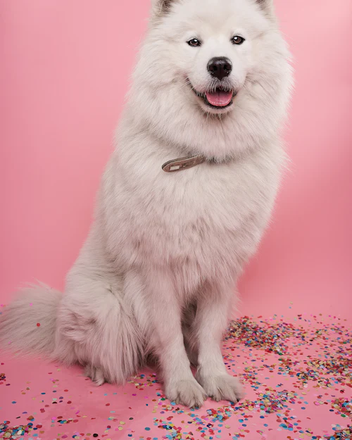 Fluffy white Samoyed smiling against a pink backdrop