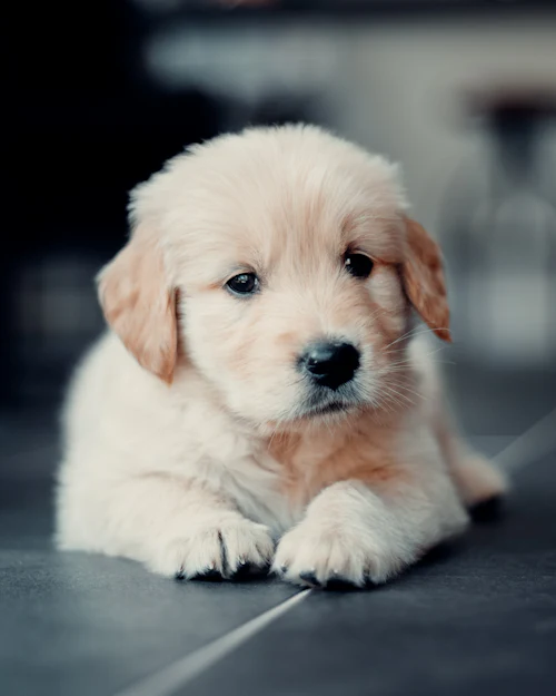 Golden retriever puppy lying on the floor