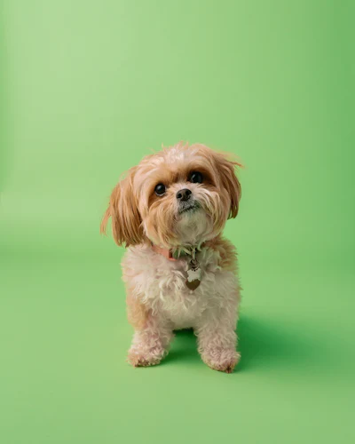 Fluffy small dog standing on a green backdrop