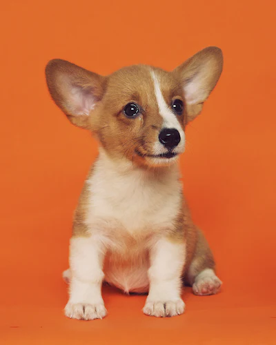 Corgi puppy sitting in front of an orange backdrop