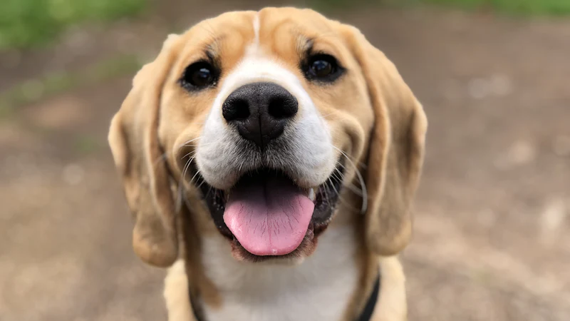Happy beagle smiling at the camera outdoors