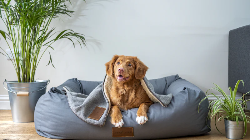 Brown dog relaxing in a soft gray pet bed at home