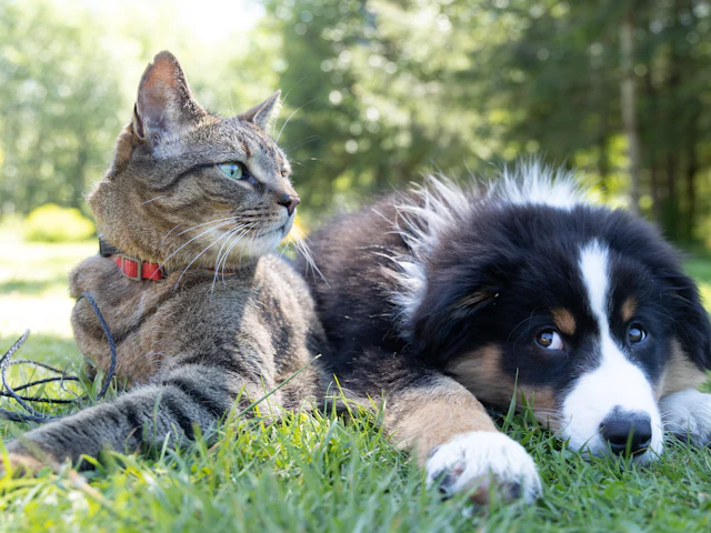 Tabby cat and black-and-white puppy resting together on the grass